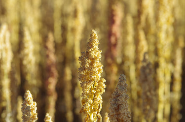100 Organic PEPPERMINT QUINOA Grain Chenopodium Quinoa White & Green Heads - White Seeds